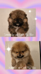 Pupjes Luxy ♡ Simba